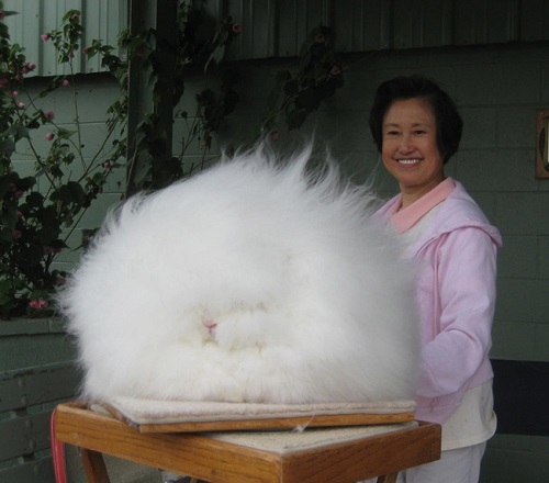 fluffy angora rabbit.jpg